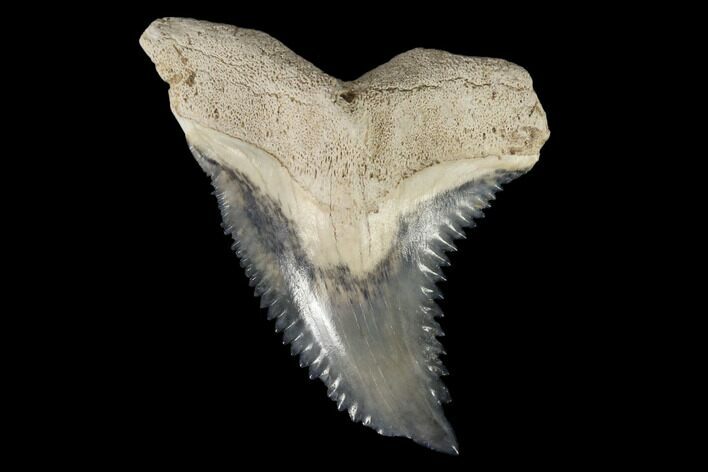 Large, Fossil Shark Tooth (Hemipristis) - Bone Valley, Florida #113791